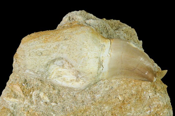 Rooted Mosasaur (Prognathodon) Tooth In Rock - Morocco #152562